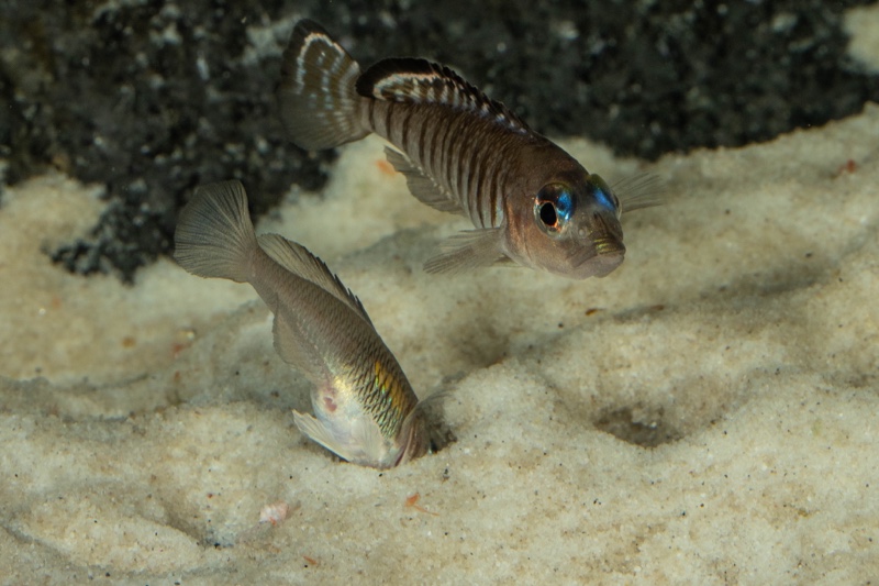 Lamprologus signatus